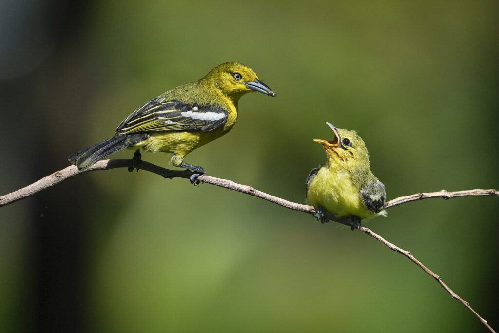 Birds